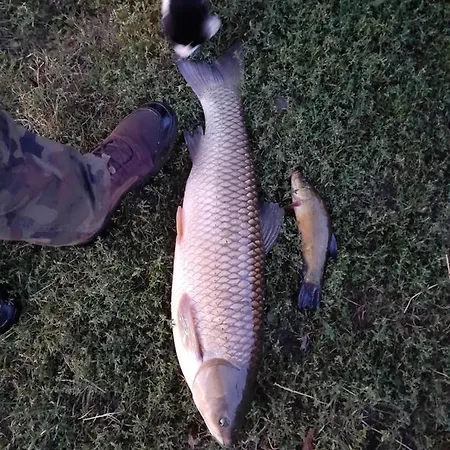 Przystanek Nowekoprzywno - Zolty Pod Kasztanem * Barwice