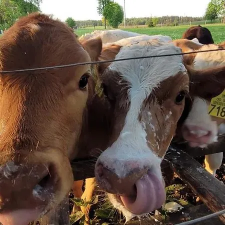 Przystanek Nowekoprzywno - Zolty Pod Kasztanem * Barwice