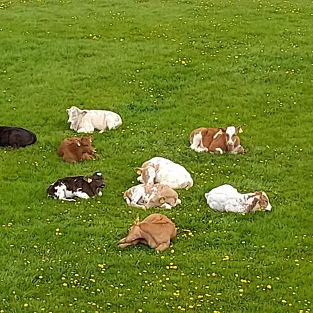 Przystanek Nowekoprzywno - Zolty Pod Kasztanem Hébergement de vacances *