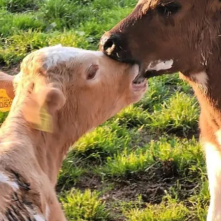 Przystanek Nowekoprzywno - Zolty Pod Kasztanem Hébergement de vacances