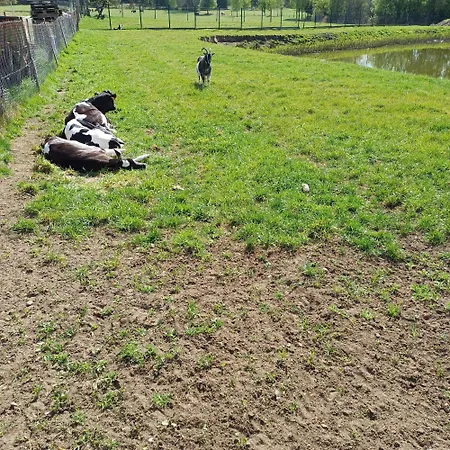 Przystanek Nowekoprzywno - Zolty Pod Kasztanem Casa vacanze