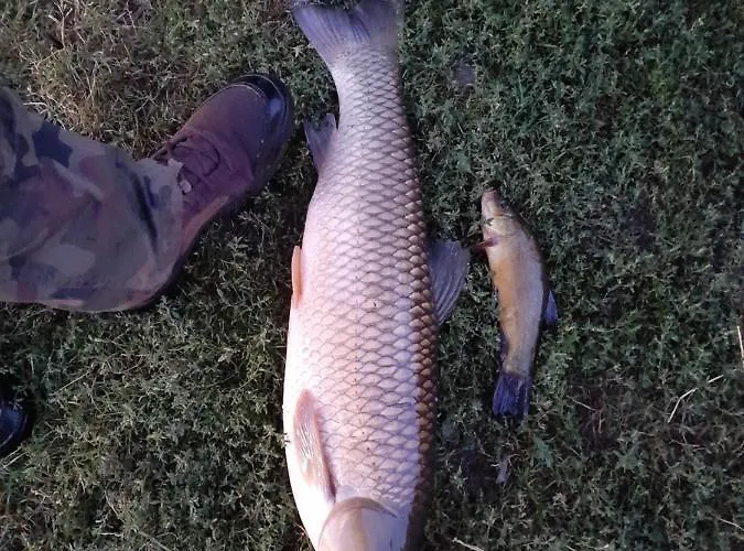 Przystanek Nowekoprzywno - Zolty Pod Kasztanem * Barwice