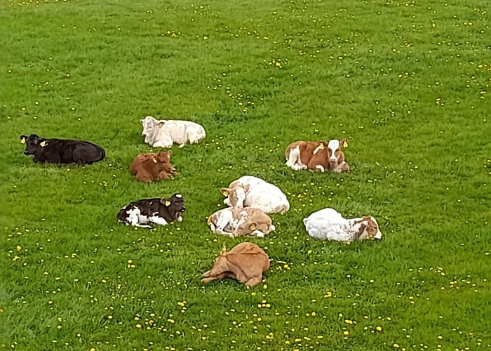 Przystanek Nowekoprzywno - Zolty Pod Kasztanem Ferienhaus *